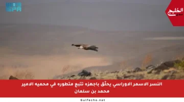 النسر الأسمر الأوراسي يحلّق بأجهزة تتبع متطورة في محمية الأمير محمد بن سلمان